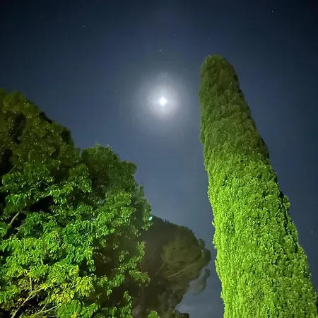 La Quercia E Il Cipresso *