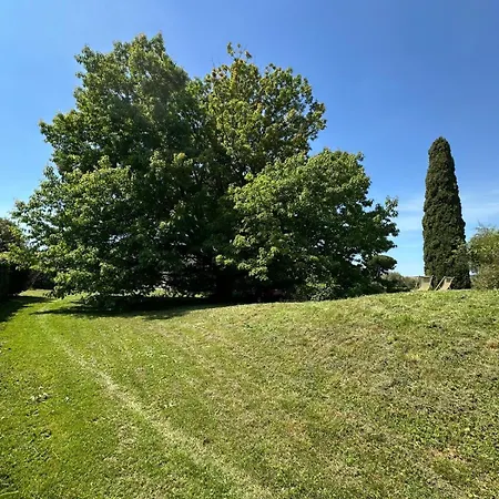 La Quercia E Il Cipresso
