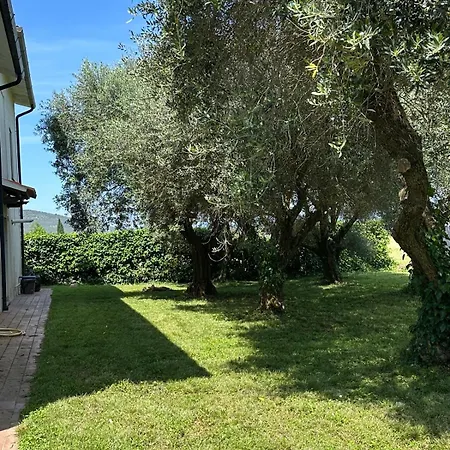 La Quercia E Il Cipresso *
